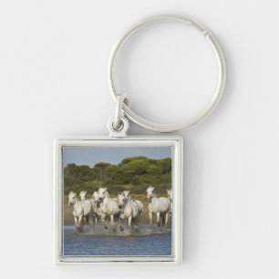 Llavero Francia, Camargue. Caballos corren a través del es