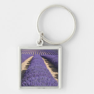 Llavero Francia, Provenza. Filas de lavanda en flor.3