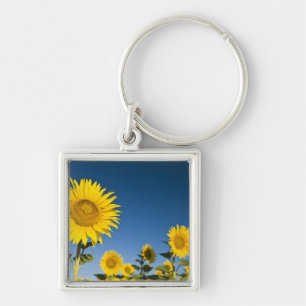 Llavero Francia, Provenza, Valensole. Girasoles se mantien