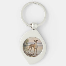 Galgo italiano