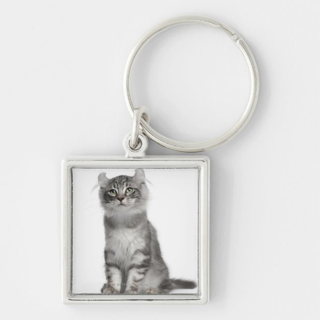 Llavero Gatito americano del rizo (3 meses) (Frente)