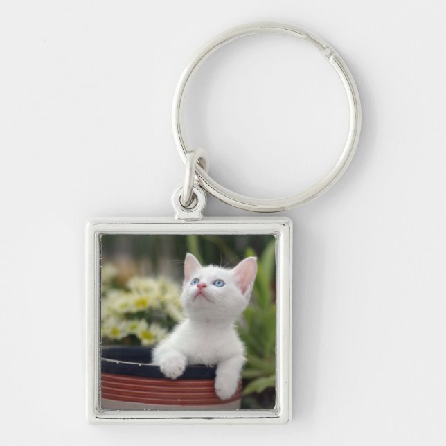 Llavero Gatito blanco turco (Frente)