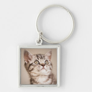 Llavero Gatito británico gris lindo del pelo corto (Tabby