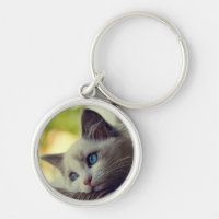 Gatito de Ragdoll