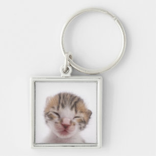 Llavero Gatito el dormir, primer de la cabeza