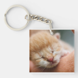 Llavero Gatito, felino, naturaleza