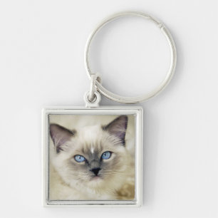 Llavero Gatito Ragdoll