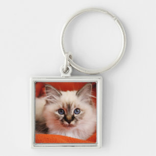 Llavero Gatito sagrado de Birman