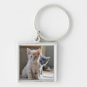 Llavero Gatitos curiosos