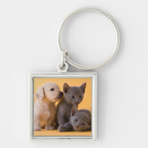 Llavero Gatitos y perritos azules rusos del Dachshund