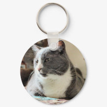 Gato