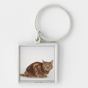 Llavero Gato de Tabby anaranjado