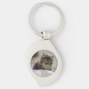 Llavero Gato, gato doméstico, animal