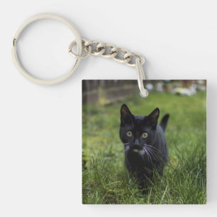 Llavero Gato, Mascota, línea