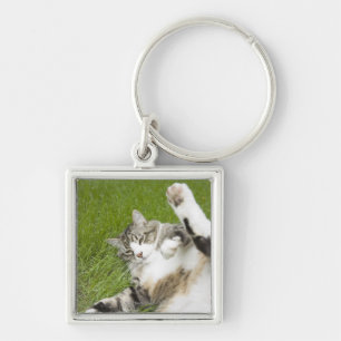 Llavero Gato que miente en la hierba, primer