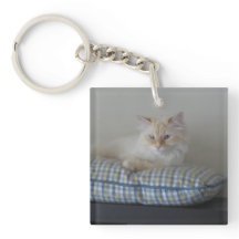 Gato siberiano del bosque (el doble echó a un