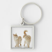 Gatos de Munchkin