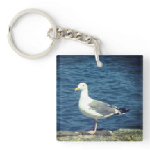 Gaviota En La Bahía