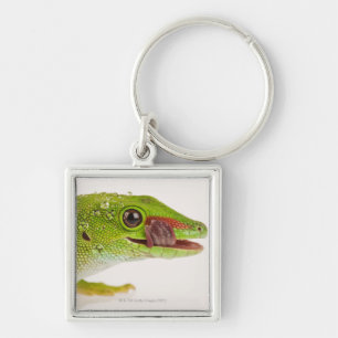 Llavero Gecko del día de Madagascar (madagascariensis de