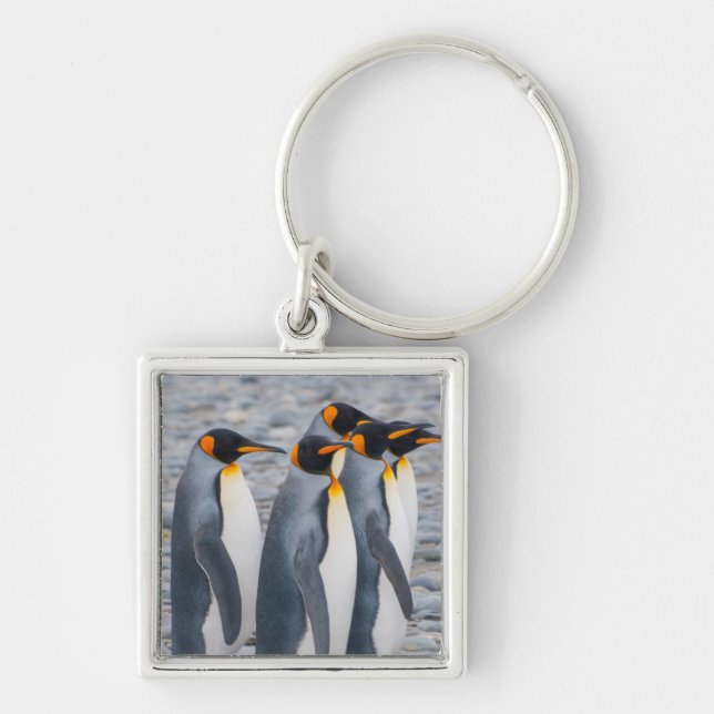 Llavero Georgia del Sur. Pingüinos rey (Frente)