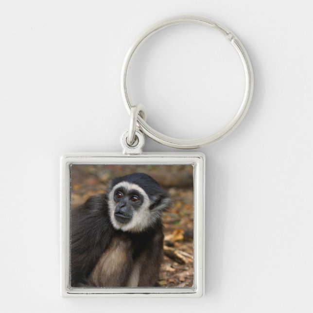 Llavero Gibbon de manos blancas (Hylobates Lar), Monkeylan (Frente)