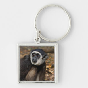 Llavero Gibón de manos blancas (Hylobates Lar), Monkeyland