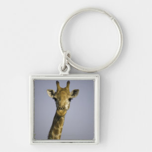 Llavero Giraffa Camelopardalis