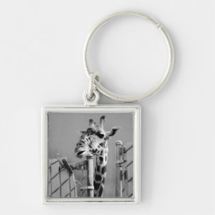 Llavero Giraffe detrás de Fence Black & White Photography