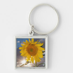 Llavero Girasol híbrido soplando en el viento al atardecer