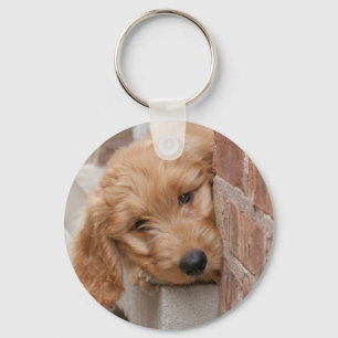 Llavero Goldendoodle cachorro picado