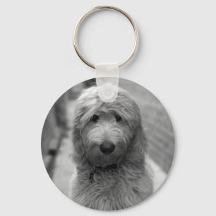 Llavero Goldendoodle Puppy En El Patio Trasero