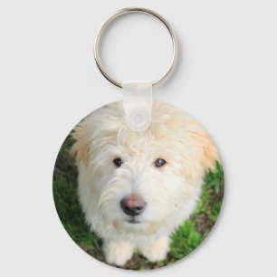 Llavero Goldendoodle Puppy Mirando Cámara
