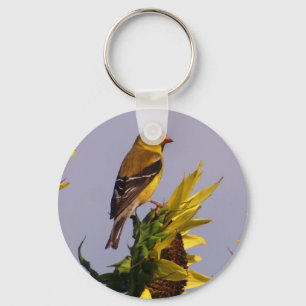 Llavero Goldfinch americano en el girasol