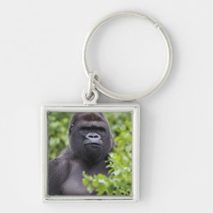 Llavero Gorila de llanura de espalda plateada, Gorilla gor