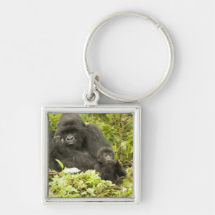 Llavero Gorila de montaña, Gorilla beringei (anteriormente