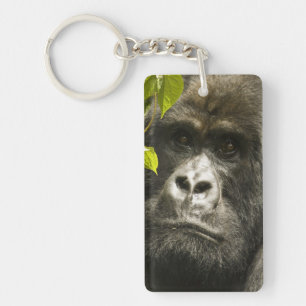Llavero Gorila de montaña, Gorilla beringei beringei,