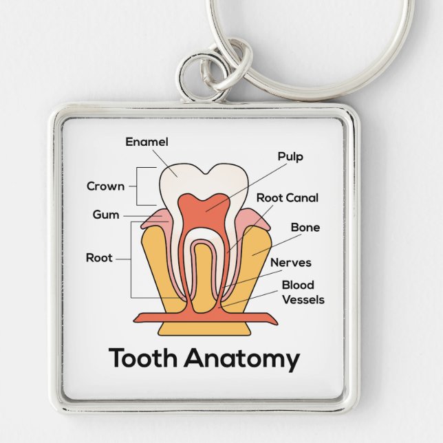Llavero Gráfica de anatomía dental (Frente)