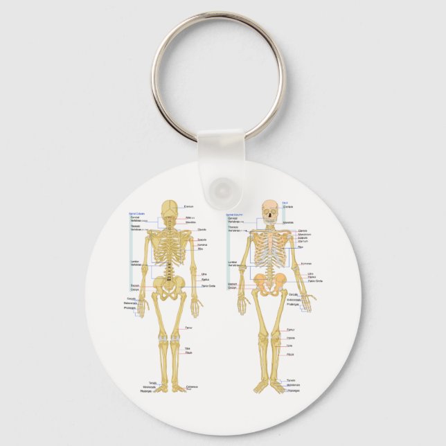 Llavero Gráfica de anatomía etiquetada para esqueleto huma (Anverso)