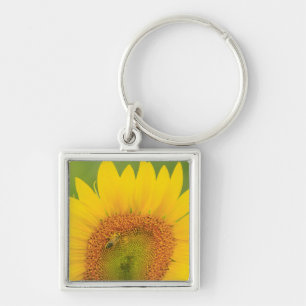 Llavero Gran campo de girasoles cerca de Moses Lake, WA 1