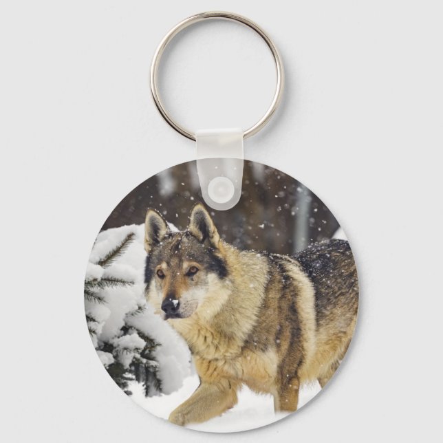 Llavero Gran Hermoso Lobo Gris Salvaje en la nieve (Anverso)