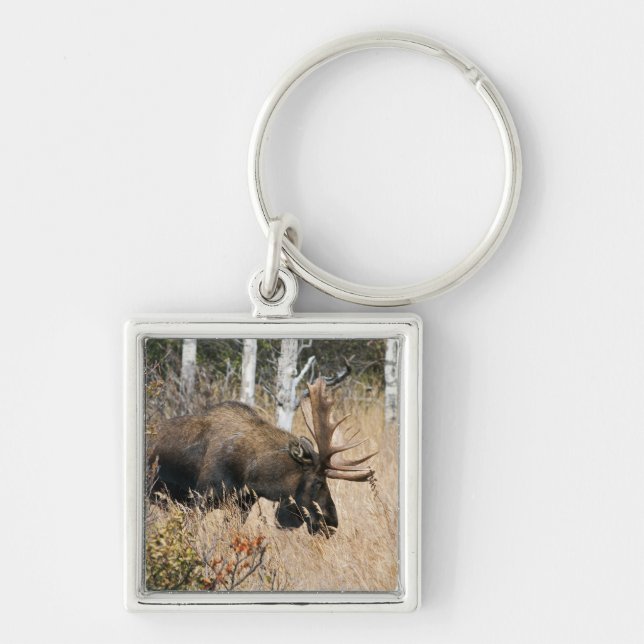 Llavero Grazing Bull Moose (Frente)