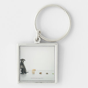 Llavero Great dane, gato, conejillo de Indias, tortuga y