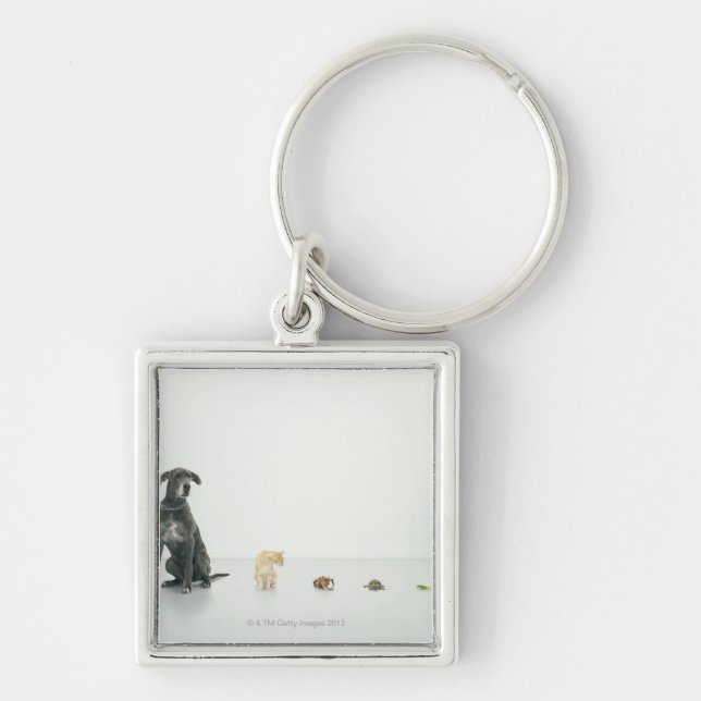 Llavero Great dane, gato, conejillo de Indias, tortuga y (Frente)