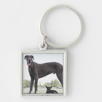 Great dane y pequeño perro de la mezclado-raza