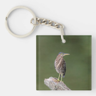 Llavero Green Heron en un blog