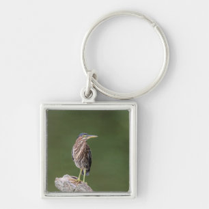 Llavero Green Heron en un blog
