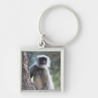Gris o campo común o langur de Hanuman
