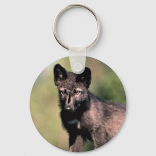 Llavero Gris Wolf-verano-(fase negra) cachorro