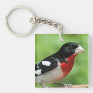 Llavero Grosbeak de pecho Rosa