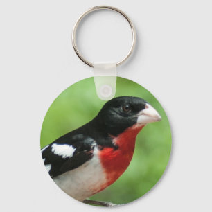 Llavero Grosbeak de pecho Rosa
